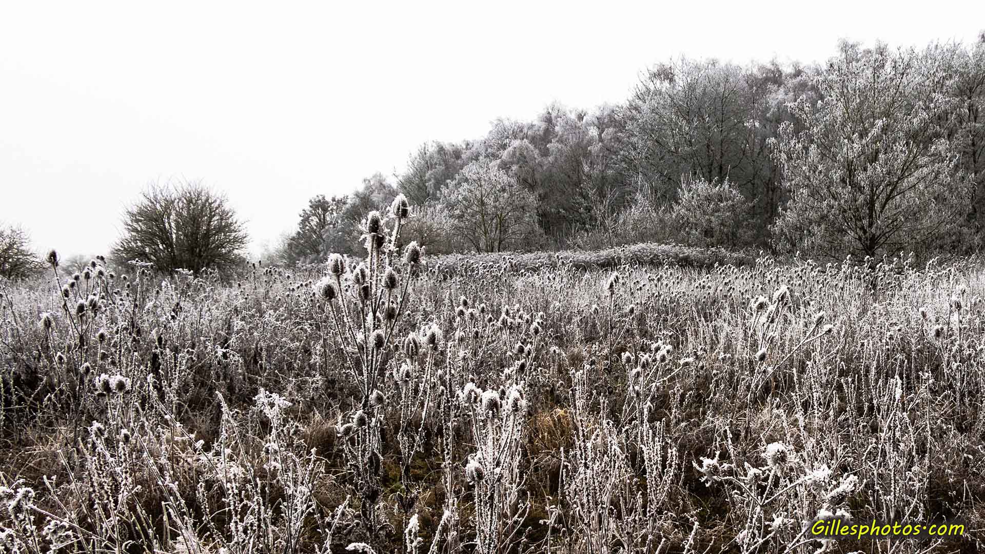 Janvier 2017 : hiver - nature givre